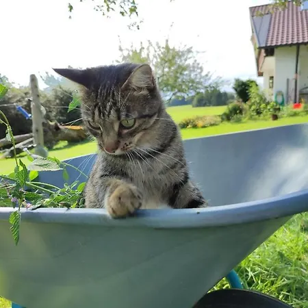 Trifts L Wallbox L Parkplatz L Auszeit Card Appartamento *